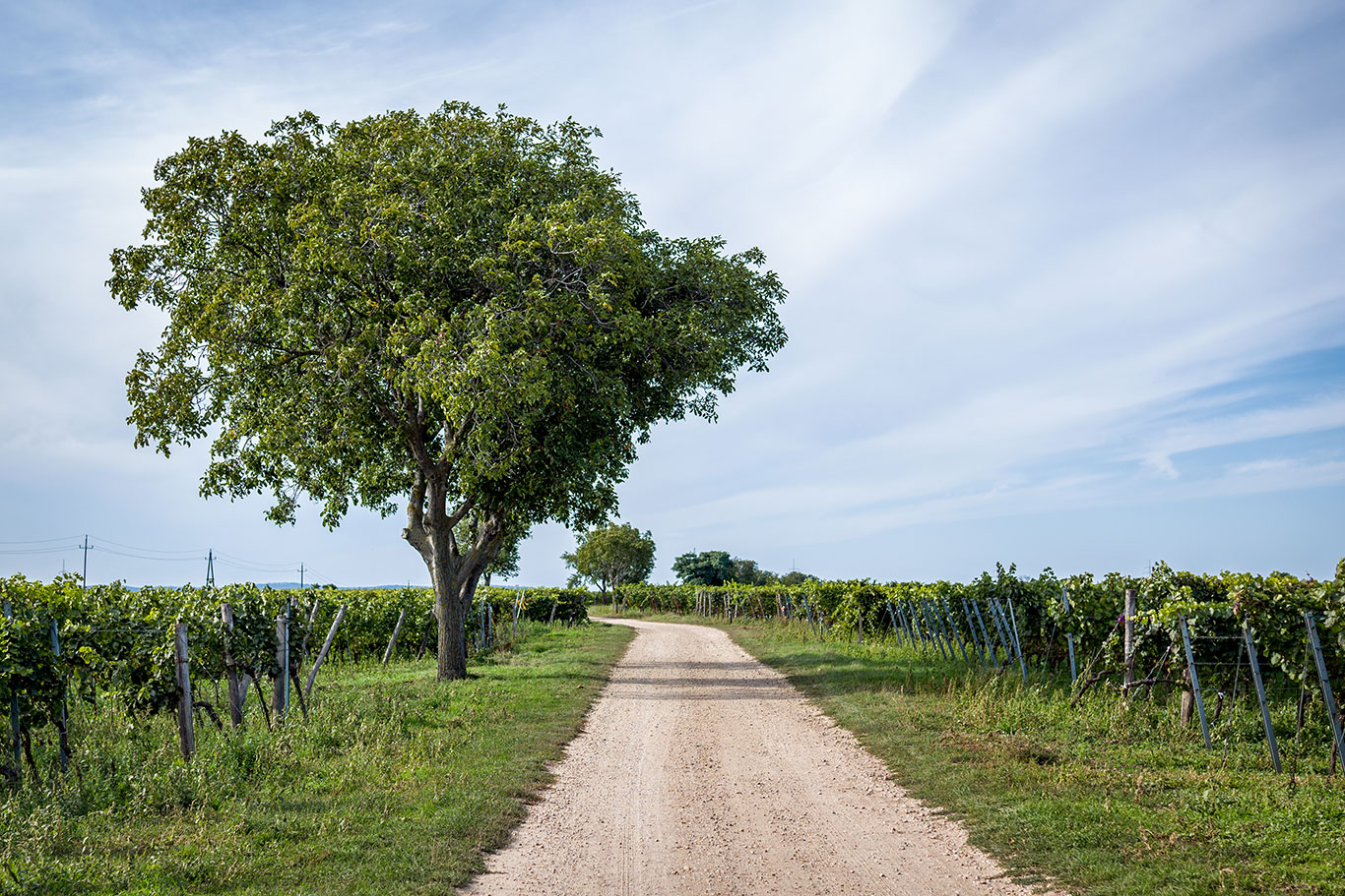 A cycle path in Central Burgenland that leads through a vineyard