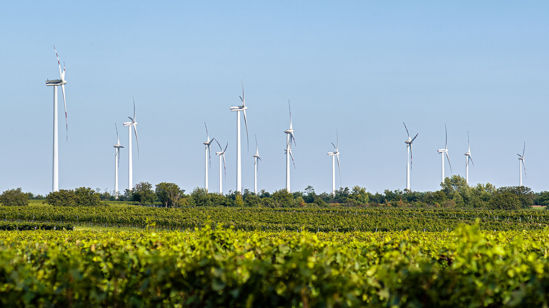 View of wind turbines and grapevines