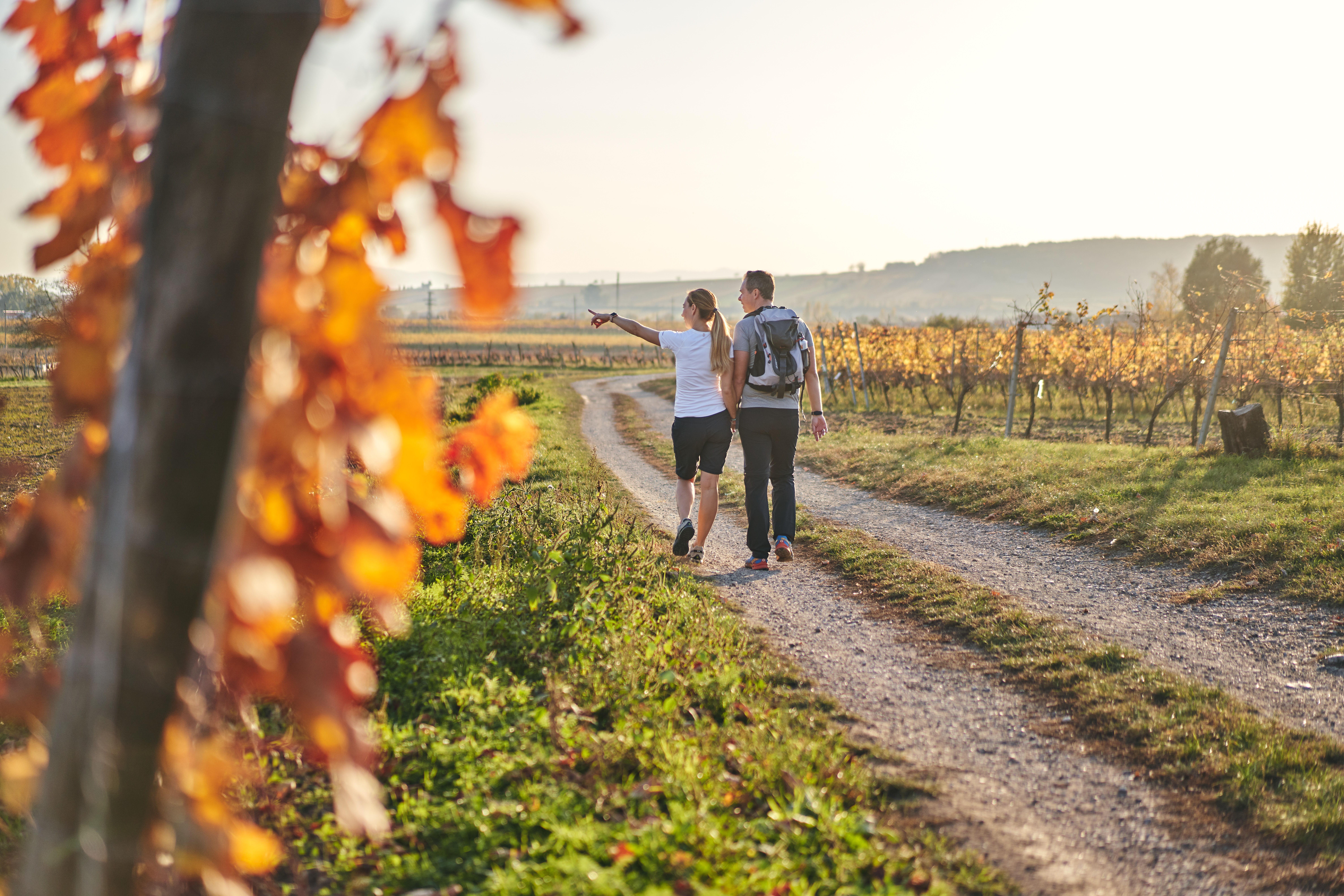 WANDERN 00000000413_Abwechslungsreiches-Wandern_Burgenland-Tourismus-GmbH_Thomas-Schmid